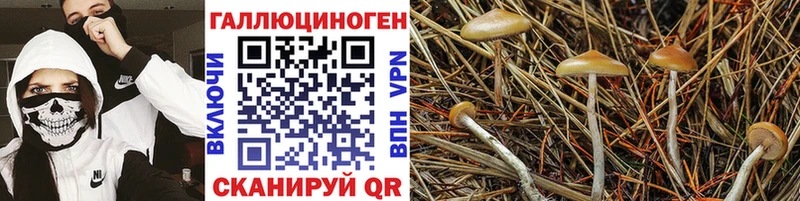 Галлюциногенные грибы Psilocybe  kraken ссылки  Тверь 